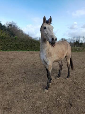 Hongre de 4 ans 