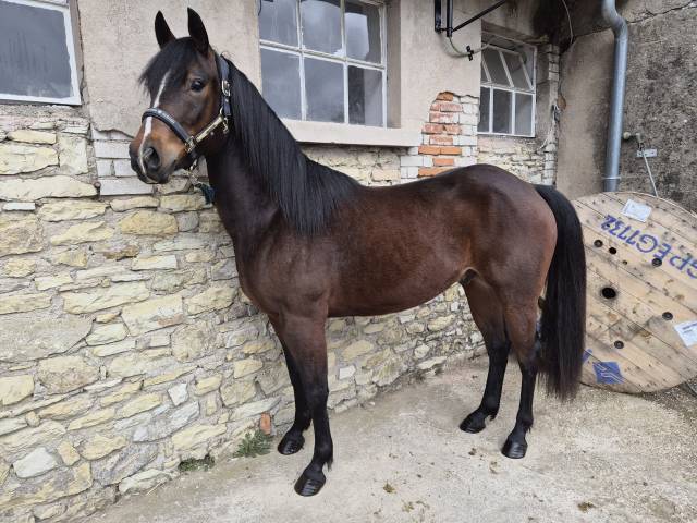 Mistral lucky - paint horse