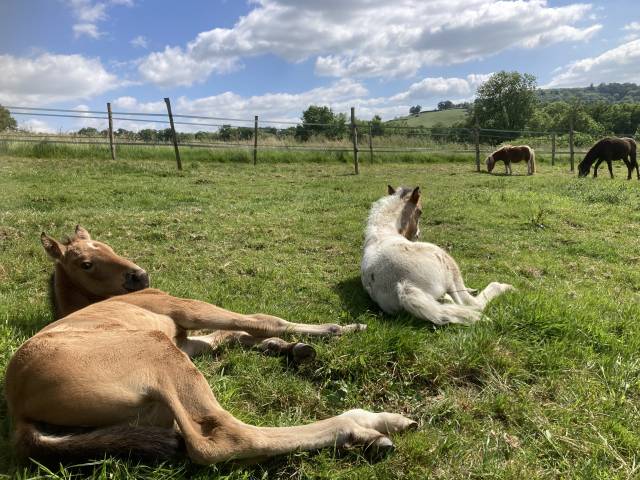Poulains chevaux & poneys shetland – départ accompagné