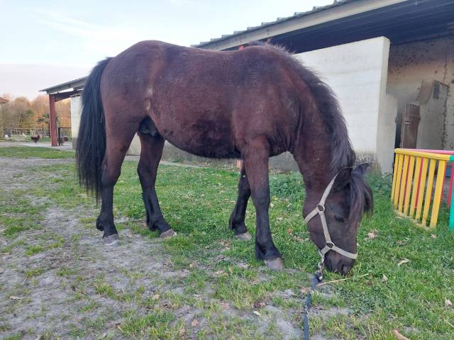 Poney pottok livreta taille c