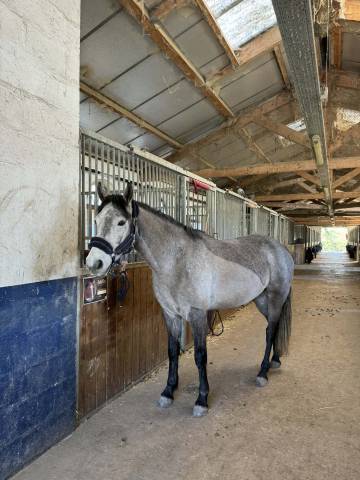 Poney connemara pleins papiers 1m56