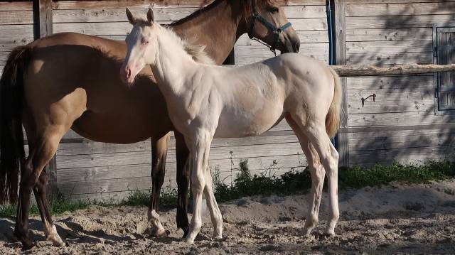 Selle français pie crème et isabelle / eldorado van de 