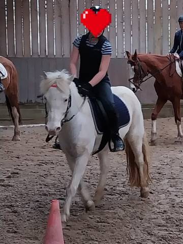 ✨ adorable ponette à vendre – idéale famille / loisir ✨