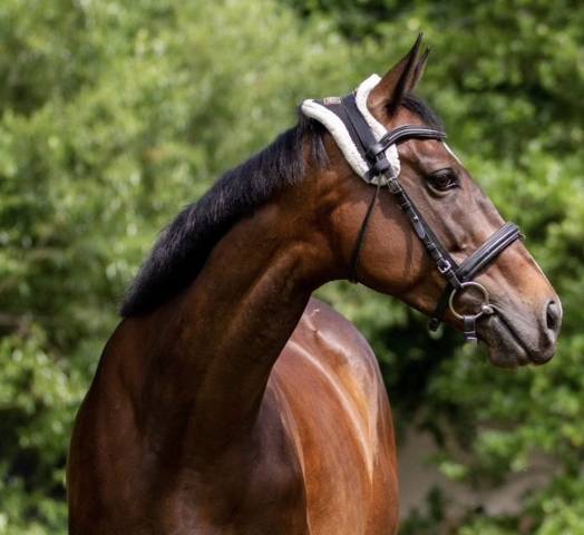 Recherche dp ou location pour ma jument 