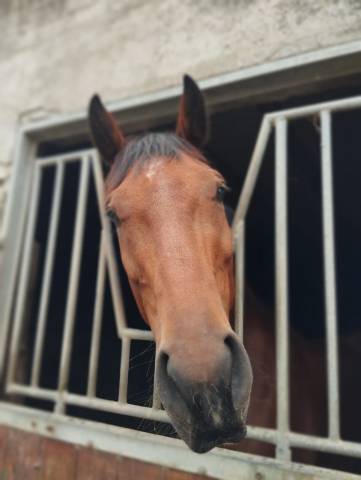 Selle français - hongre, 7 ans