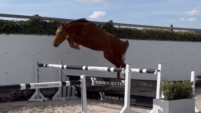 Hongre de 5 ans - mental & puissance