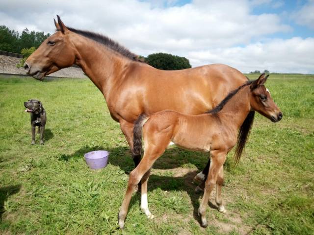 Jument/poulinière apaloosa oc