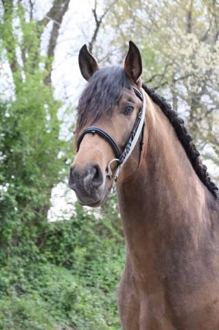 Fiador salvatella ii - entier - pre 4 ans - 1m72 -  