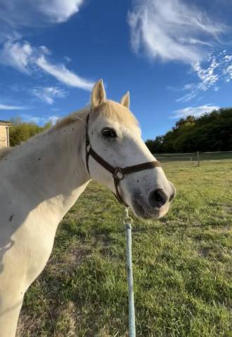 Poney à vendre camarguais  de 26 ans