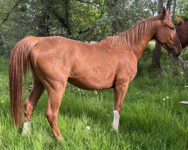 Hongre 5 ans sf originel par ernest 