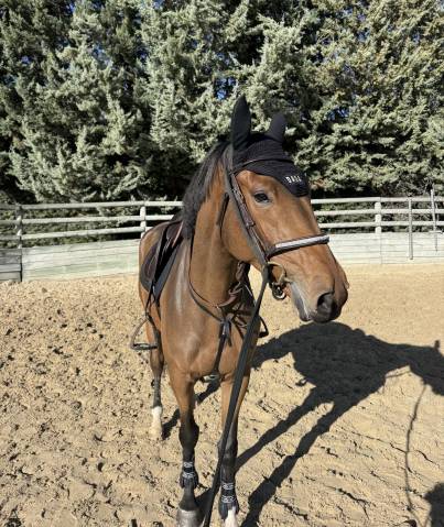 Jument prête amateur élite 6 ans