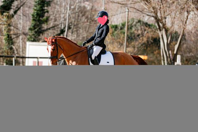 Jument de dressage bwp