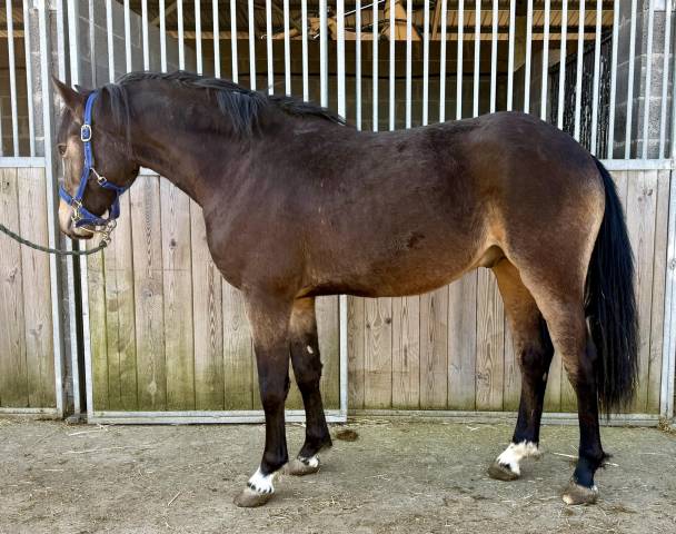 Poney  entier 2 ans pfs