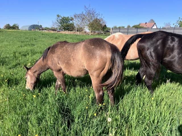 Pouliche quarter horse isabelle pp