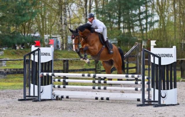 Selle français de 6 ans grandorado tn x almox prints 