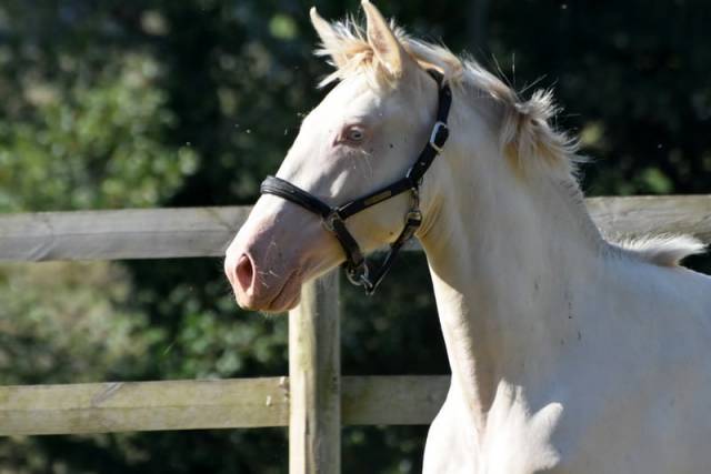 Magnifique jument 2 ans pré perlino aux yeux bleus
