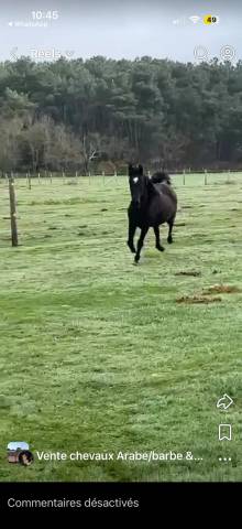 Jument arabe  égyptienne noire homozygote 