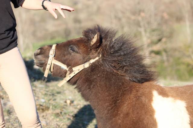 Prince des etoiles- shetland oc pie noir