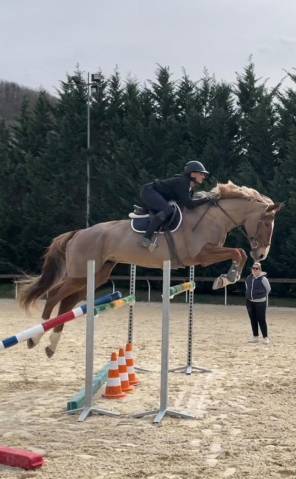 Cheval selle français hongre