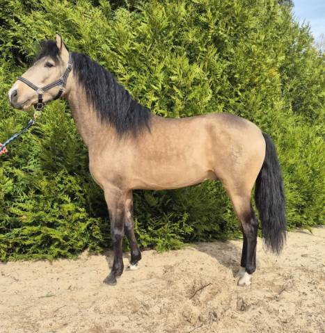 Entier isabelle pre à vendre 