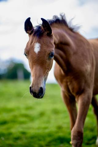 Pur sang arabe poulain