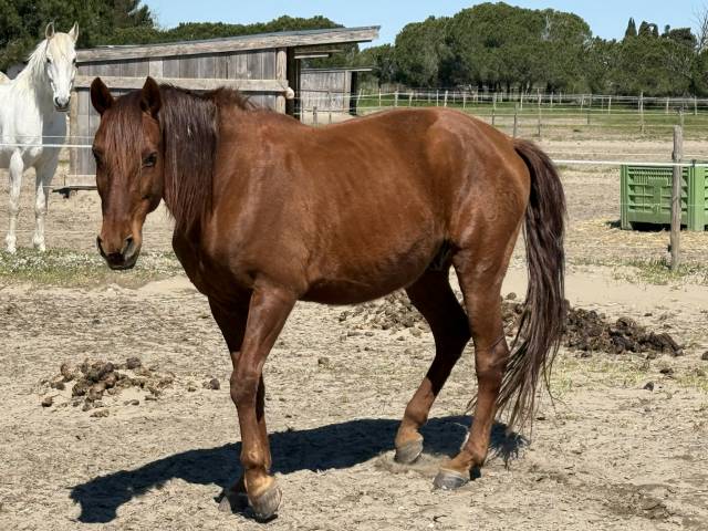 Cheval de loisir hongre type lusitanien 162cm