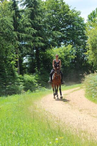 A vendre pur sang arabe 