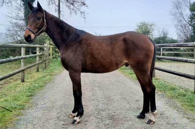 Hongre sfo bai foncé, elf d’or x jenny de la cense