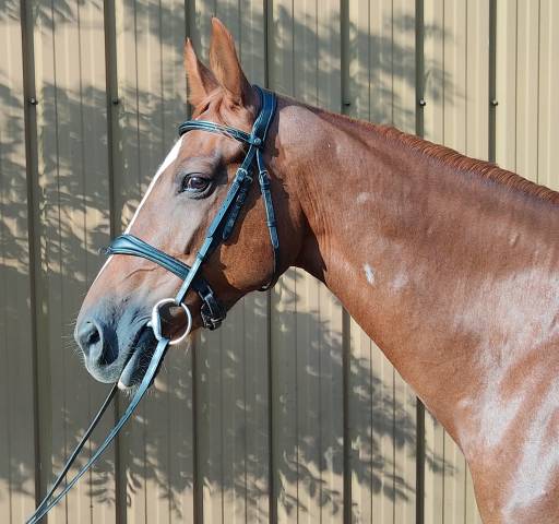 Belle jument poulinière 12 ans - top origines