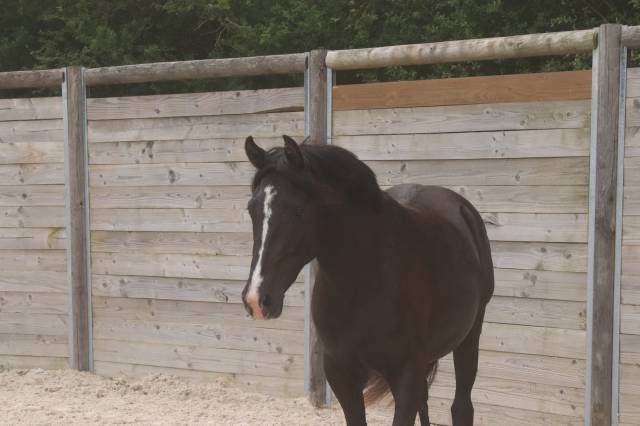 Ponette pfs taille d 4 ans