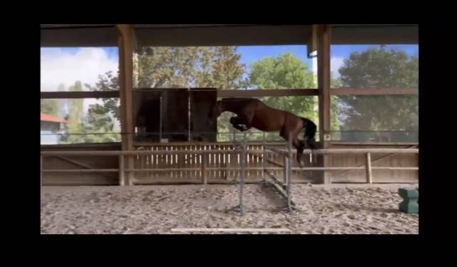 Cheval selle français 