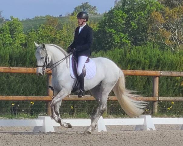 Cheval pur sang lusitanien, 164 cm, gris, 9 ans