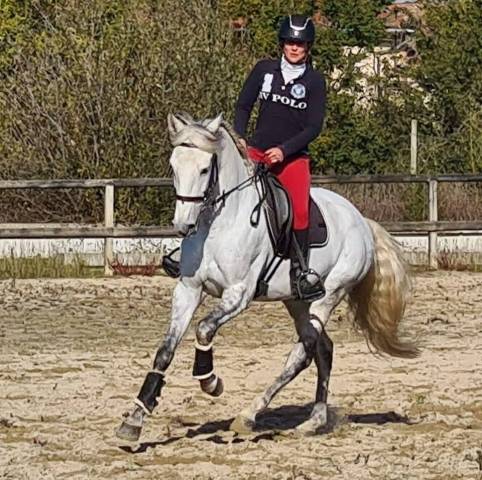 Cheval pur sang lusitanien, 164 cm, gris, 9 ans