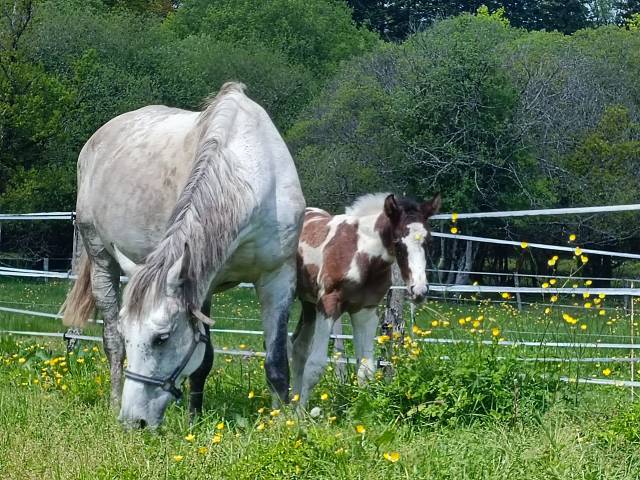 Poulinière selle français 16 ans pleine