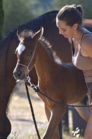 Poulain psa 100% pur sang arabe - bai
