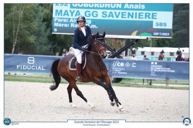 Jument 8 ans à potentiel et très concours