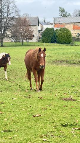 Poulinière quarter horse 20 ans