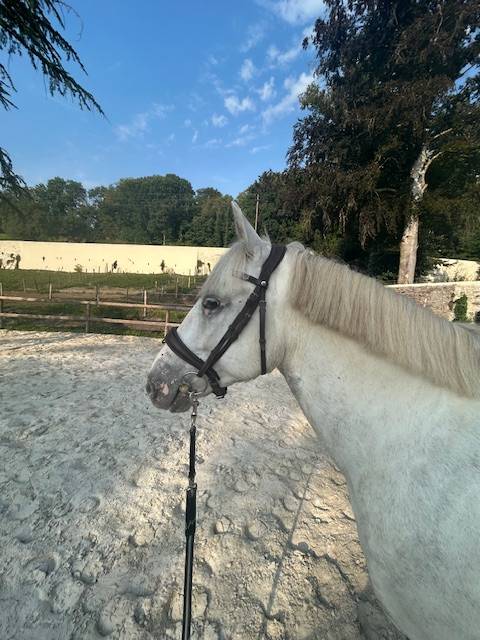 Cheval camarguais de 7 ans