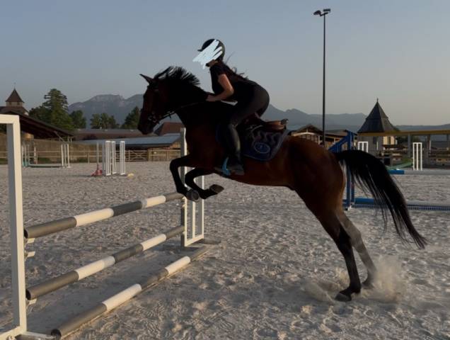 Cheval hongre de 6 ans