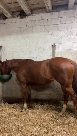 ? jument pp à vendre – 9 ans – alezane ? à vendre, j