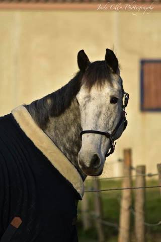 Jument plein papier 10 ans