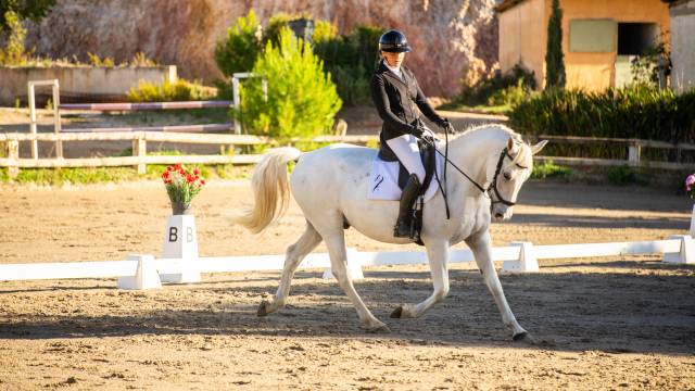 Intimo – hongre lipizzan 8 ans, 1m64, dressage & cce