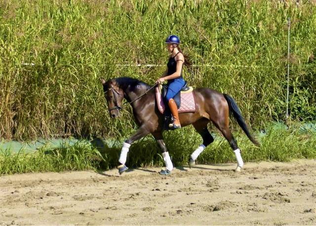 Superbe jument de dressage 7 ans