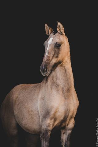 Pouliche lusitanienne