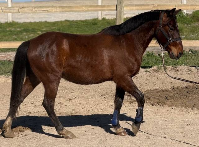 Grand poney à vendre 