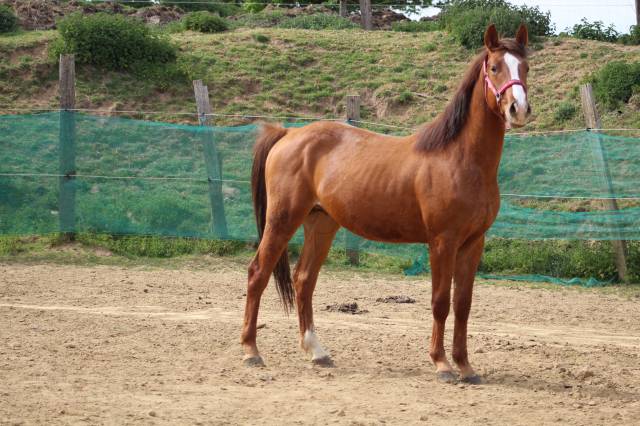 Cheval,cso,cce