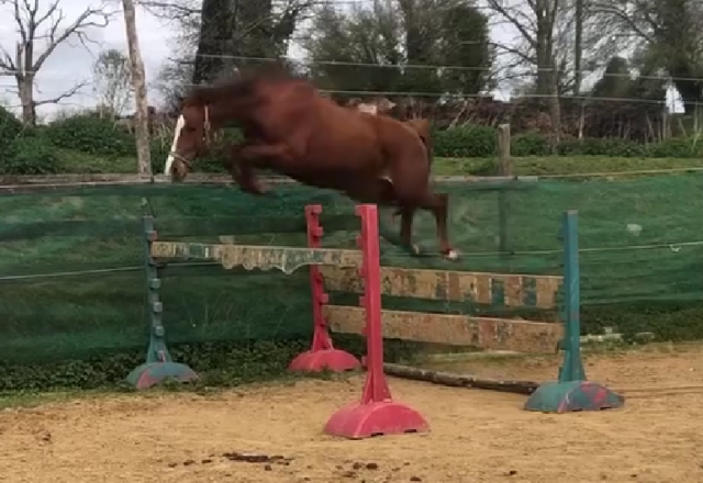 Cheval,cso,cce
