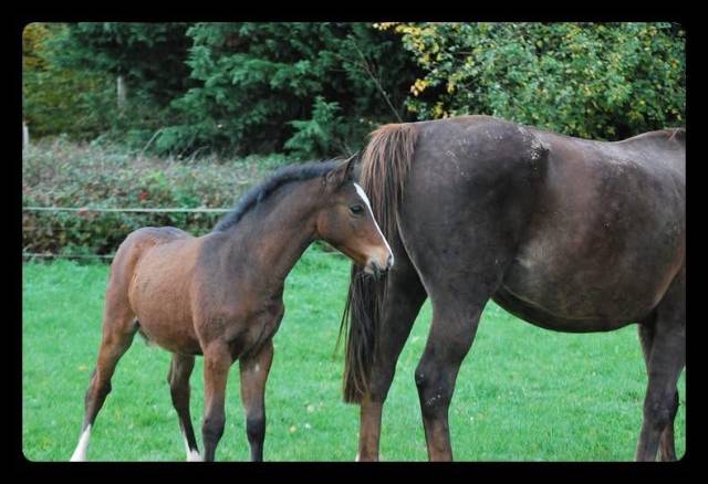 Male croisement poney x cheval