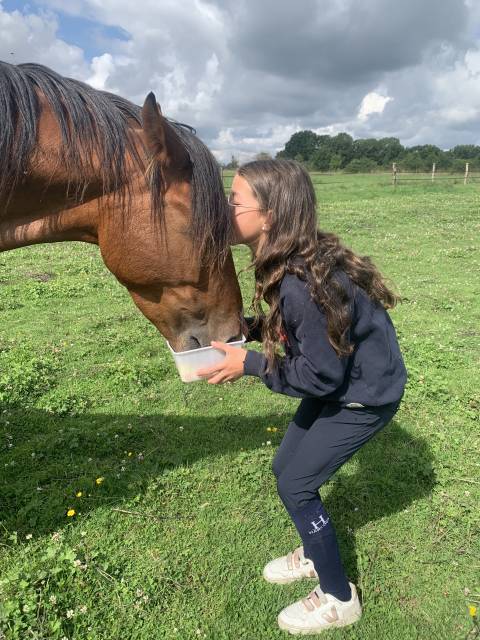 Jument trotteuse baie