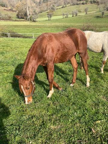 Oakland rock star — pouliche appaloosa x quarter horse